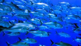 Trawling Ocean Floor for Fishing Can Release Carbon Equal to Air Travel: Study