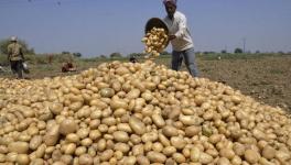 potato crop