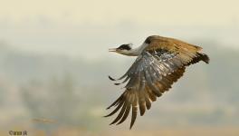 SC Orders Laying of Cable Transmission Lines Underground in Great Indian Bustard Habitats