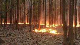Forest Fires in North India: A Man-Made Disaster