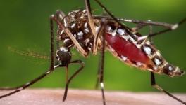 Malaria Vaccine Research Shows Hope with New Candidate