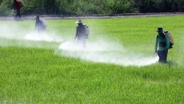 Study Says 64% of World’s Farmland at Risk of Pesticide Pollution
