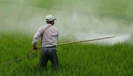 PMO announces old fertilizer rates for farmers with 140% hiked subsidy on DAP fertiliser