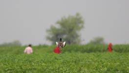 Lesser Florican display Shokhaliya by Sujit Narwade