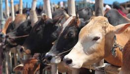 Action of cow vigilantes of raiding homes against the rule of law: P&H High Court