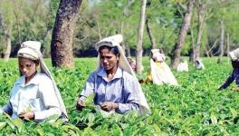 Amid Covid Crisis, Tea Workers’ Union Urges Centre to Release Promised Rs.1,000 Crore Welfare Fund