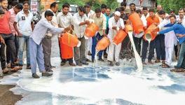Maharashtra: Milk Producing Farmers to Hold Statewide Protest Against Fall in Prices
