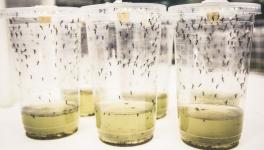 Experiment on Mosquitoes in Indonesia Reduces Dengue by 77%