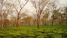 Tea estates of india
