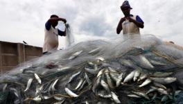 Big Fish Eats Small Fish, Be It WTO Negotiations Or Domestic Marine Fisheries Bill