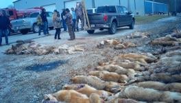 Undercover Investigations Expose Brutal Wildlife Killing Contests