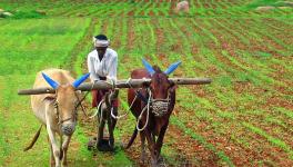 PMFBY: Farmers Fear Scheme Dilution as TN Government Flags Increasing Premium Share