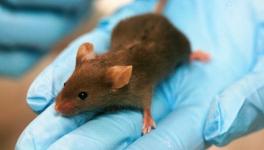 Video: Researchers Show How COVID-19 Spreads in Mice and How Antibodies Counter it