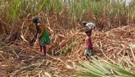 Women Sugarcane Workers of Gujarat Share Their Painful Experiences
