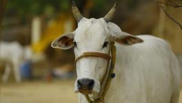 The Indian judiciary and its not so holier-than-cow verdicts