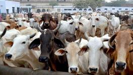 VHP Cowshed Accounted for 82% Bovine Deaths in Bhopal