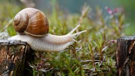 Study Find Snail Mucus Uses in Development of Anti-Cancer Drugs, Water Purification