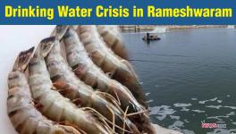 prawn farming polluting ground water in rameshwaram