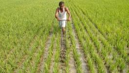 J&K: Agricultural Land Conversion Regulation Stokes Fears of Demographic Change