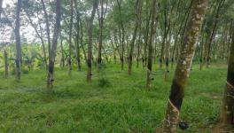 A rubber plantation in Kanyakumari district