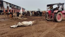 UP Elections: Starving Cows Dying in State-run Gaushalas, Being Savagely Dragged and Left for Dogs to Eat
