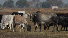 Stray Cattle in Uttar Pradesh