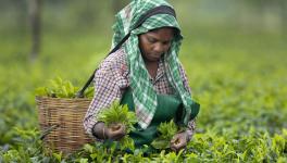 New tea law brews dissent