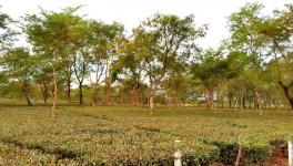 Even as Pandemic Rages on, Health Care in Shambles inside Tea Gardens