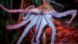 Octopuses have three hearts and taste with their suckers