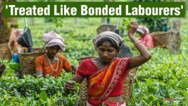 Plight of Tea Plantation Workers