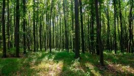 Environment: India is Identifying and Defining Forests Wrongly, Say Experts