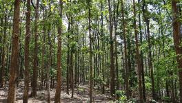 Climate Mitigation: Research Shows Native Forests More Beneficial Than Monoculture Plantation