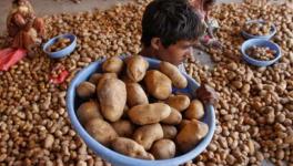 Potato Farmers in Bihar’s Katihar put Profit in ‘Cold Storage’