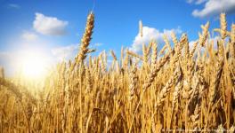 Ukrainian and Russian wheat has been crucial for the Middle East's food security