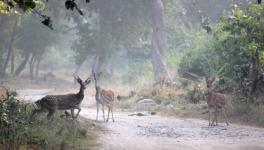 Modi Govt Slashes Wildlife Habitat Funding by 47%  in 3 Years: Report