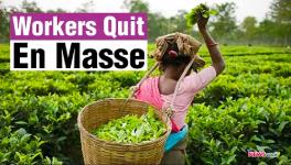 Tea Plantations Make Big Profits, Workers Get Pittance