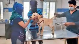MP: Exotic Dogs, Cats Given Treatment Discount After Showing BPL Card at Bhopal Animal Hospital