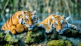 Studying Mutations Across Mammalian Species Shed New Lights on Ageing