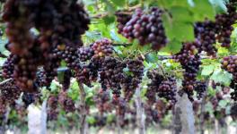 Mizoram: Grape Farmers Threaten Agitation as Excise Dept Seizes Locally Made Wine