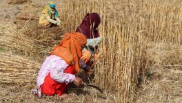 Wheat in MP