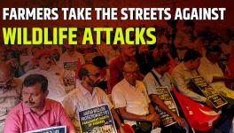 Farmers Arrive in Delhi to Highlight Human-Animal Conflict