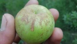 Damaged apple in Puran Thakur’s orchard
