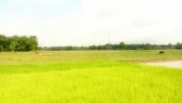 A Paddy field of Assam, with half remaining barren