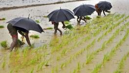 Poor Rains Hit Paddy Sowing; Acreage Down 17% so far in Kharif Season: Official Data