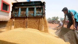 Workers unload the wheat grain from a truck
