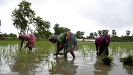 Farmers plant paddy saplings in a field, during Unlock 2.0, in Patna on Tuesday.