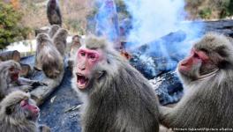 There has been a sharp increase in reports of attacks by monkeys this summer