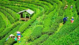 bangladesh tea workers.