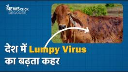 How did Lumpy Virus Become so Deadly?