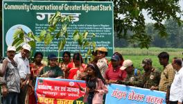 Bihar: Endangered Greater Adjutant’s Breeding Ground Recognised as OECM